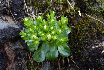 Gentianella divisa, photographed by John Barkla