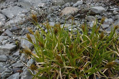 Carex edura, photographed by John Barkla