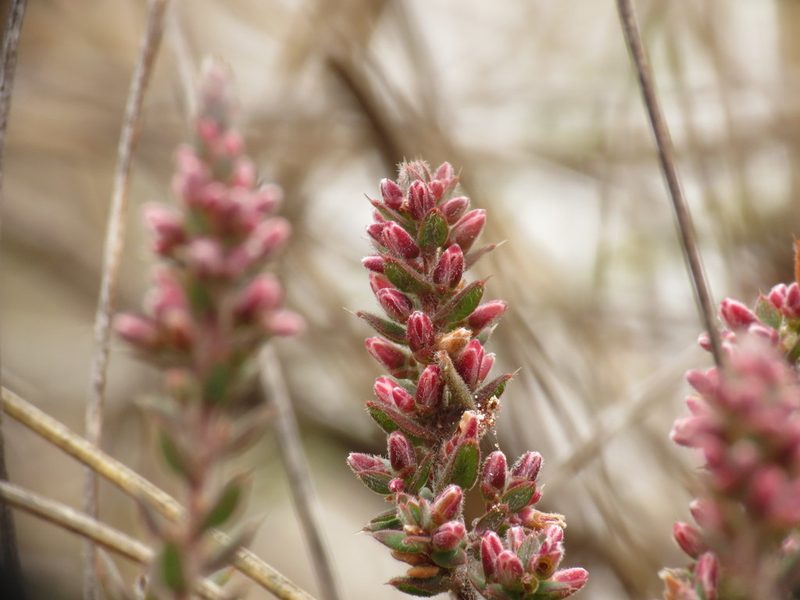 Styphelia attenuata, photographed by Donald Hobern