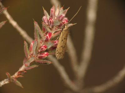 Styphelia attenuata, photographed by Donald Hobern