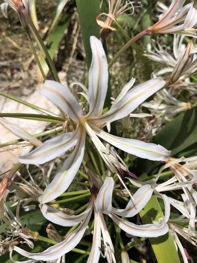 Nerine laticoma, photographed by Dave U