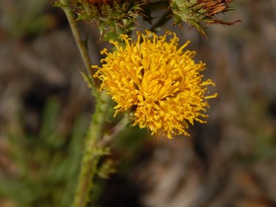 Berkheya carduoides, photographed by melda