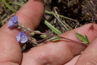 Phacelia breweri, photographed by Ken-ichi Ueda