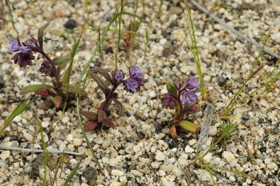 Phacelia quickii, photographed by Ryan Elliott
