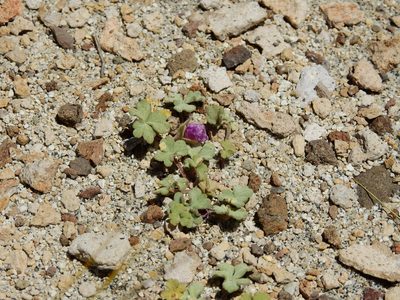 Tarasa humilis, photographed by Guillermo Debandi