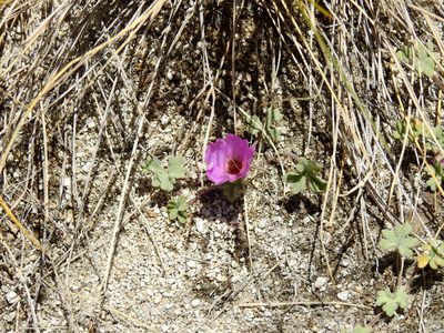 Tarasa humilis, photographed by Guillermo Debandi