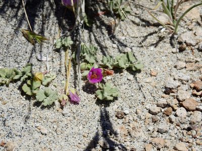 Tarasa humilis, photographed by Guillermo Debandi