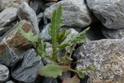 Senecio wairauensis, photographed by John Barkla