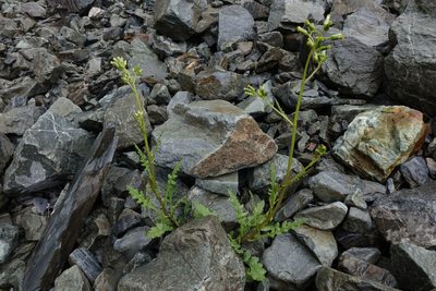 Senecio wairauensis, photographed by John Barkla