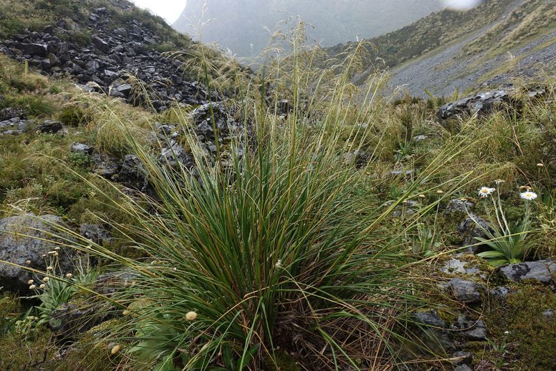 Chionochloa flavescens, photographed by John Barkla