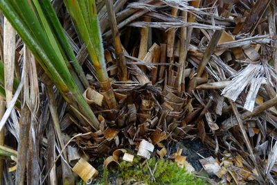 Chionochloa flavescens, photographed by John Barkla