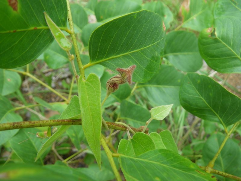 Aristolochia ornithopterae, photographed by coenobita