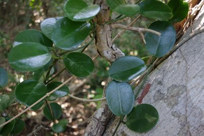 Hoya australis, photographed by coenobita