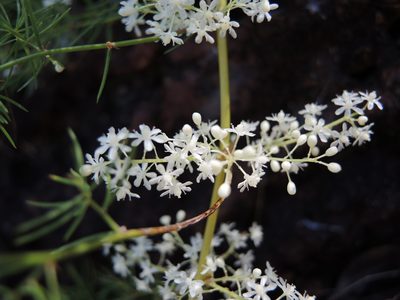 Asparagus racemosus, photographed by coenobita