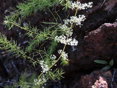 Asparagus racemosus, photographed by coenobita