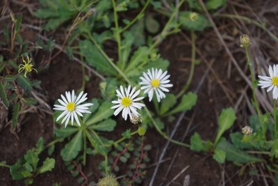 Calotis cuneata, photographed by coenobita