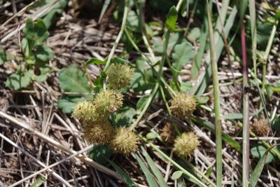 Calotis cuneata, photographed by coenobita