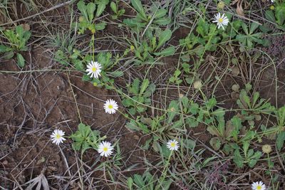 Calotis cuneata, photographed by coenobita