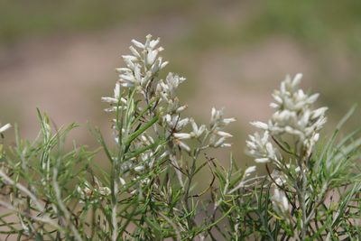 Cassinia laevis, photographed by coenobita