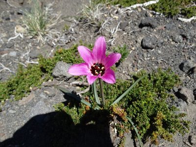 Rhodolirium andicola, photographed by Gonzalo Roget