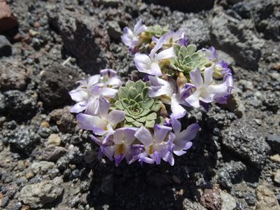 Viola cotyledon, photographed by Gonzalo Roget