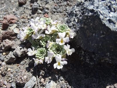 Viola cotyledon, photographed by Gonzalo Roget
