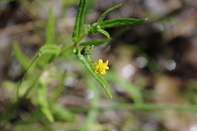 Eclipta platyglossa, photographed by coenobita