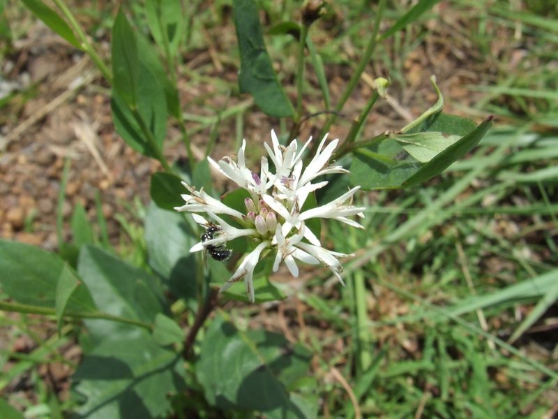 Pleurocarpaea denticulata, photographed by coenobita