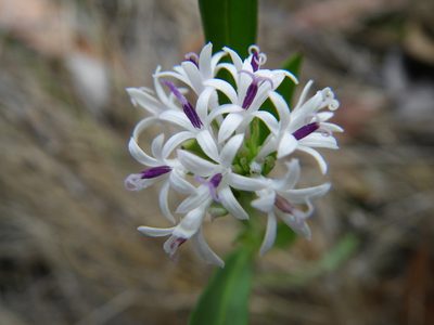 Pleurocarpaea denticulata, photographed by coenobita