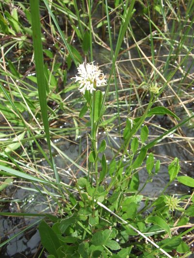 Pleurocarpaea denticulata, photographed by coenobita