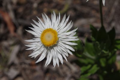Coronidium boormanii, photographed by coenobita