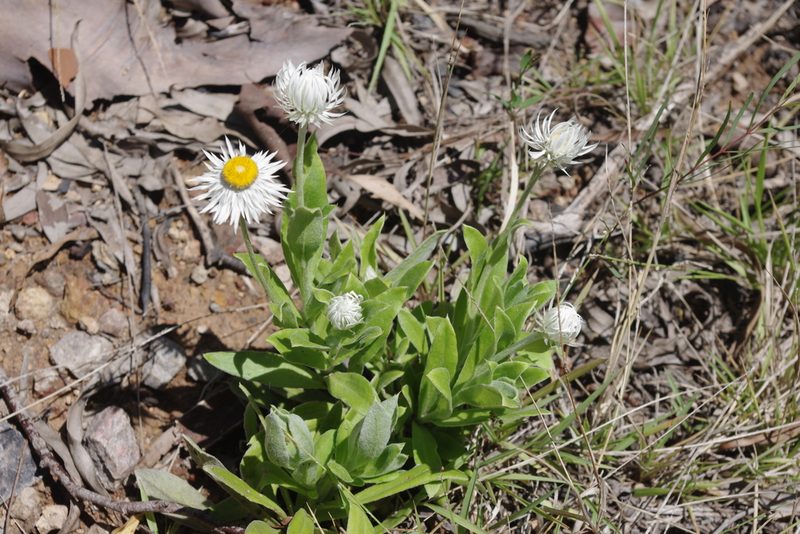 Coronidium boormanii, photographed by coenobita