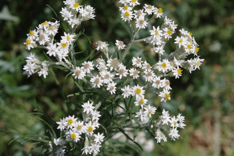 Rhodanthe polyphylla, photographed by coenobita