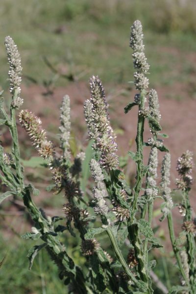 Pterocaulon redolens, photographed by coenobita