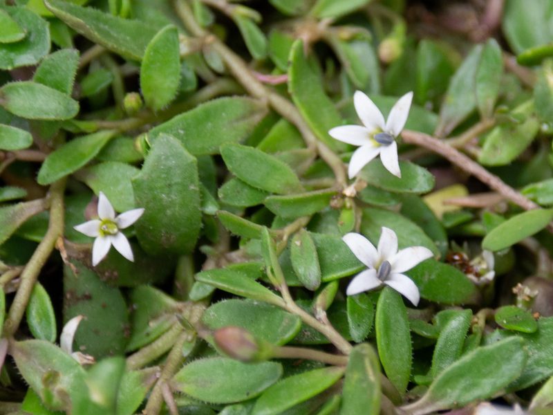 Lobelia irrigua, photographed by Terra Occ