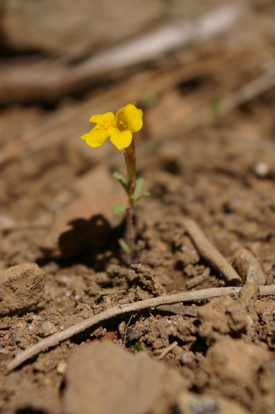 Erythranthe montioides, photographed by Ryan Elliott
