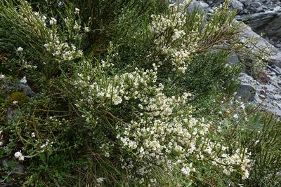 Carmichaelia arborea, photographed by John Barkla