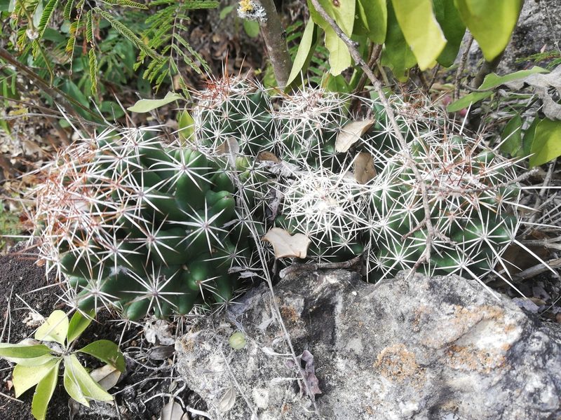 Coryphantha jalpanensis, photographed by Sandino Guerrero