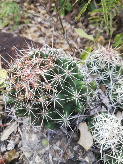 Coryphantha jalpanensis, photographed by Sandino Guerrero