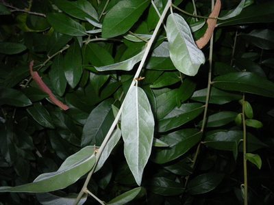Tarlmounia elliptica, photographed by coenobita