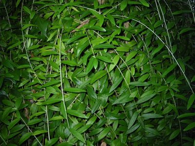 Tarlmounia elliptica, photographed by coenobita