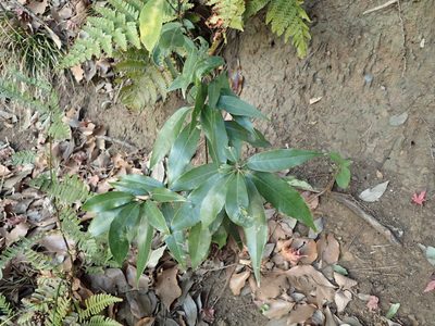 Quercus myrsinifolia, photographed by Yoshihiro Tokue