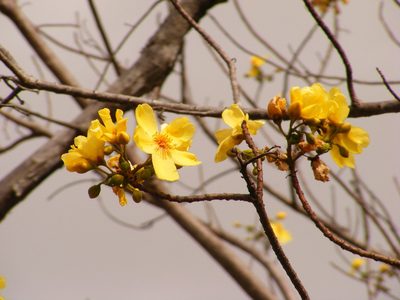 Cochlospermum gillivraei, photographed by coenobita