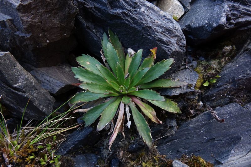 Pachycladon fastigiatum, photographed by John Barkla