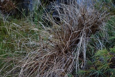 Carex petriei, photographed by John Barkla