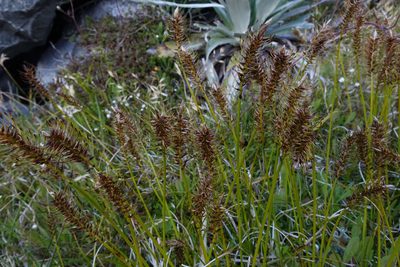 Carex edura, photographed by John Barkla