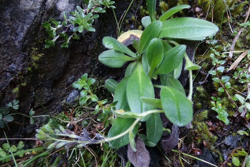 Myosotis suavis, photographed by John Barkla