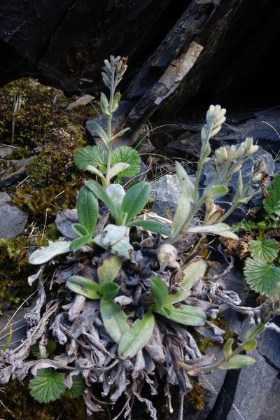 Myosotis suavis, photographed by John Barkla