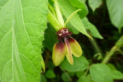 Abroma augustum, photographed by coenobita