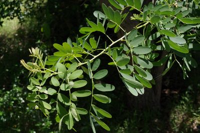 Senna gaudichaudii, photographed by coenobita